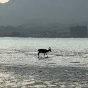 あげ太の画像