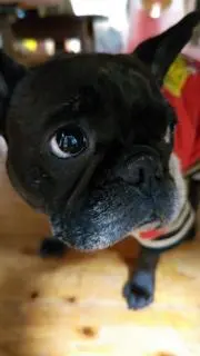 あずきの画像