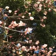 でみ