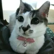 こやす