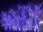 アップルの画像