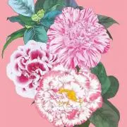 mifreoの画像