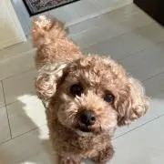 リトルミィの画像