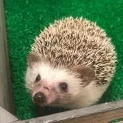 chocoの画像