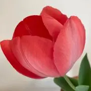 Creaの画像