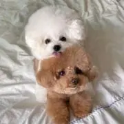 .の画像