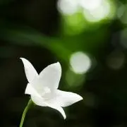 Smama