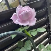 miokaの画像