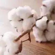 こっとん︎の画像