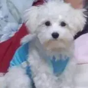 アンリ