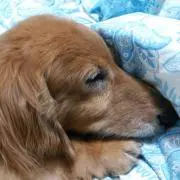 ハヤトの画像