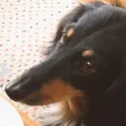 mamiの画像