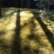 えだまめの画像