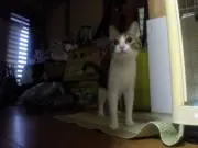 ユッキー
