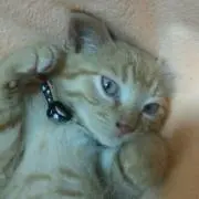 かん