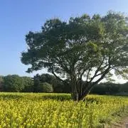 菜
