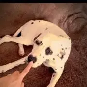 NORIの画像