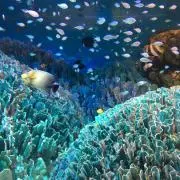 cocogreenの画像