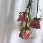 たろーの画像