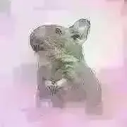 じゅんきちママの画像