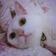 ♡ミー♡の画像