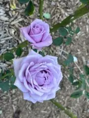 いづちんの画像