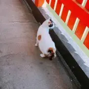 haasanの画像