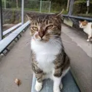 ゆきの画像