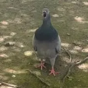 ハトの画像