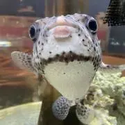 フグの画像