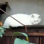 Tatsuの画像