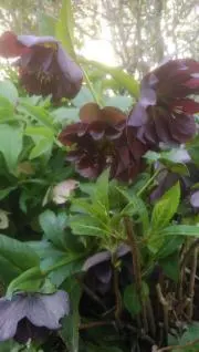 Rose31  必ずプロフ必読の画像