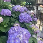 おむの画像