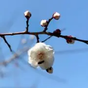 バラ