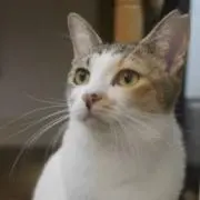 Ohanaの画像