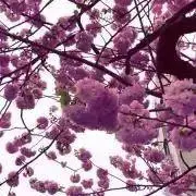 Lovestonedの画像