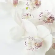 buquet0773の画像