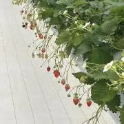 ichigo