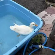 えみねむ