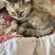 きらねこの画像