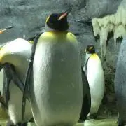 でこぽんず