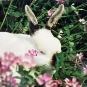 うさぴょん
