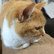 ポパイの画像