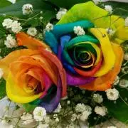 Rainbow roseの画像