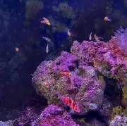 あさき