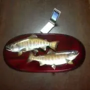 山女魚の画像