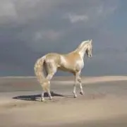 midoの画像
