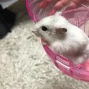 あーちゃん