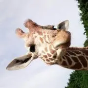 C♪の画像