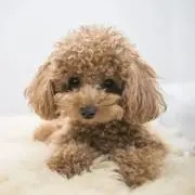 リナの画像